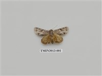 藏品(夜蛾625)的圖片